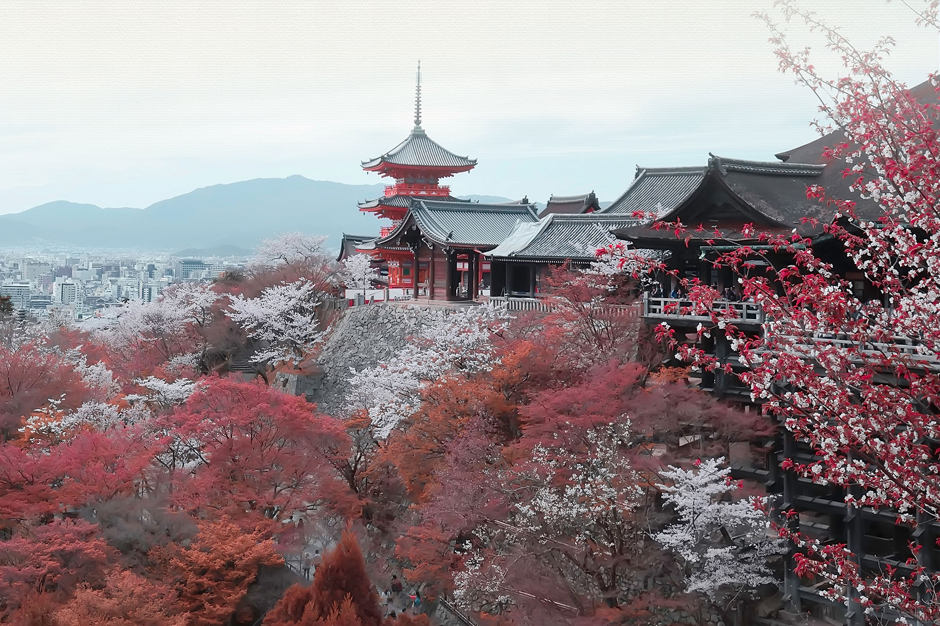 赴日旅游